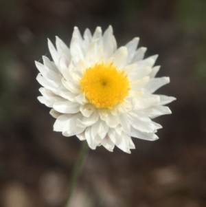 Leucochrysum albicans subsp. tricolor at Watson, ACT - 24 Aug 2016