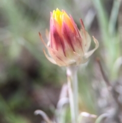 Leucochrysum albicans subsp. tricolor at Watson, ACT - 24 Aug 2016 07:38 AM