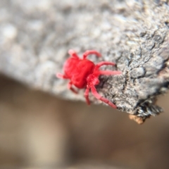 Trombidiidae (family) (Red velvet mite) at Majura, ACT - 23 Aug 2016 by JasonC