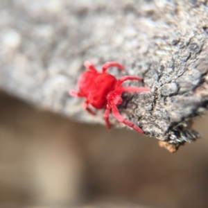 Trombidiidae (family) at Majura, ACT - 24 Aug 2016 07:38 AM