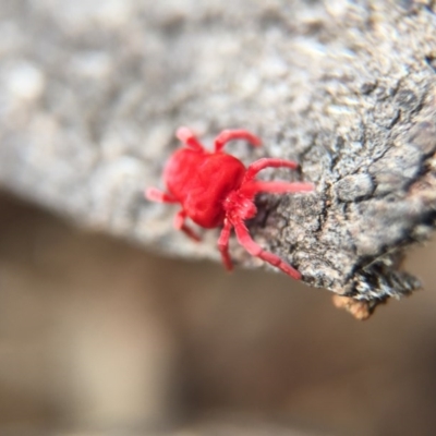 Trombidiidae (family) (Red velvet mite) at Mount Majura - 23 Aug 2016 by JasonC