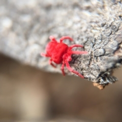 Trombidiidae sp. (family) (Red velvet mite) at Majura, ACT - 23 Aug 2016 by JasonC