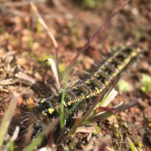 Apina callisto at Majura, ACT - 24 Aug 2016 07:40 AM