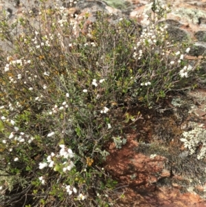 Cryptandra amara at Majura, ACT - 24 Aug 2016