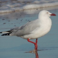 Chroicocephalus novaehollandiae (Silver Gull) at Pambula - 9 Jul 2014 by michaelb