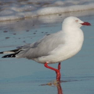 Chroicocephalus novaehollandiae at Pambula Beach, NSW - 10 Jul 2014