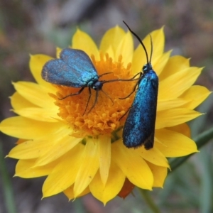 Pollanisus viridipulverulenta at Conder, ACT - 21 Mar 2015