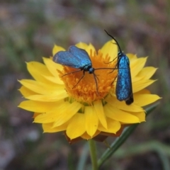 Pollanisus viridipulverulenta at Conder, ACT - 21 Mar 2015