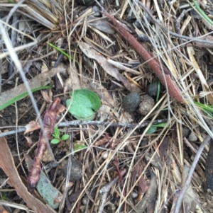 Eriochilus cucullatus at Canberra Central, ACT - 24 Aug 2016