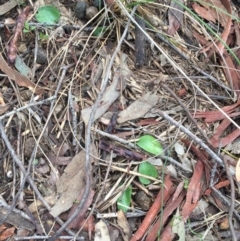 Eriochilus cucullatus at Canberra Central, ACT - 24 Aug 2016