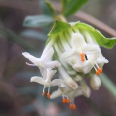 Pimelea linifolia subsp. linifolia (Queen of the Bush, Slender Rice-flower) at Canberra Central, ACT - 23 Aug 2016 by JasonC