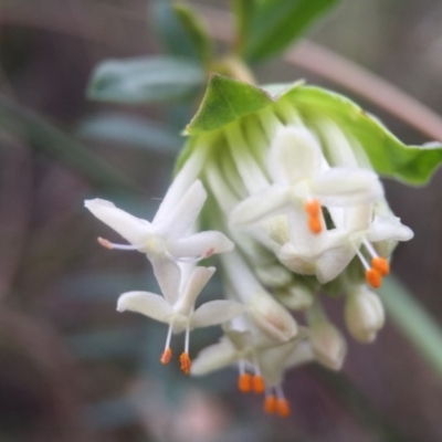 Pimelea linifolia subsp. linifolia (Queen of the Bush, Slender Rice-flower) at Black Mountain - 23 Aug 2016 by JasonC