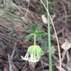 Pimelea linifolia subsp. linifolia at Canberra Central, ACT - 24 Aug 2016