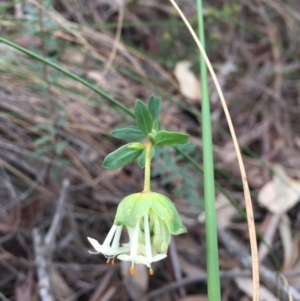 Pimelea linifolia subsp. linifolia at Canberra Central, ACT - 24 Aug 2016