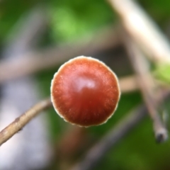 Unidentified at Black Mountain - 23 Aug 2016 by JasonC