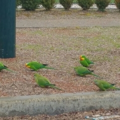 Polytelis swainsonii (Superb Parrot) at Harrison, ACT - 24 Aug 2016 by BethanyDunne
