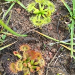 Drosera sp. (A Sundew) at Gungahlin, ACT - 24 Aug 2016 by CedricBear