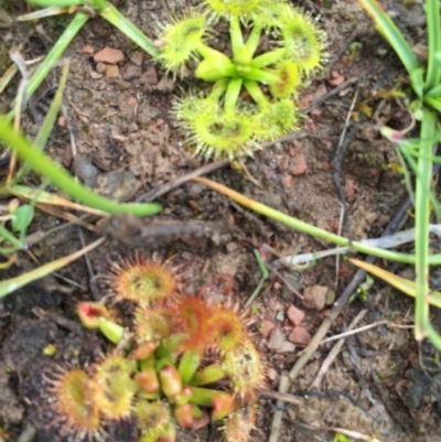 Drosera sp. (A Sundew) at Gungahlin, ACT - 24 Aug 2016 by CedricBear