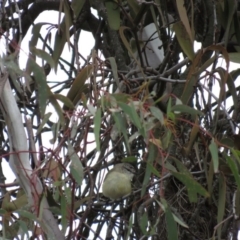 Acanthiza chrysorrhoa (Yellow-rumped Thornbill) at Mulligans Flat - 24 Aug 2016 by CedricBear