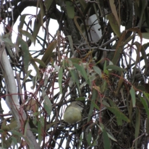 Acanthiza chrysorrhoa at Bonner, ACT - 24 Aug 2016 02:52 PM