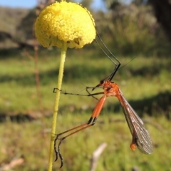 Harpobittacus australis (Hangingfly) at Rob Roy Range - 18 Oct 2014 by michaelb