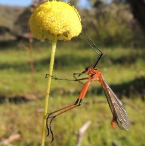 Harpobittacus australis at Tuggeranong DC, ACT - 18 Oct 2014 06:05 PM