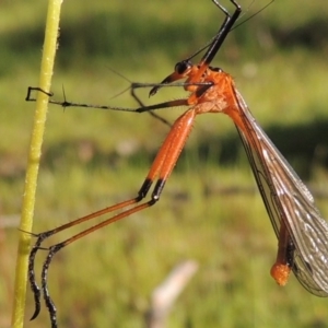 Harpobittacus australis at Tuggeranong DC, ACT - 18 Oct 2014 06:05 PM