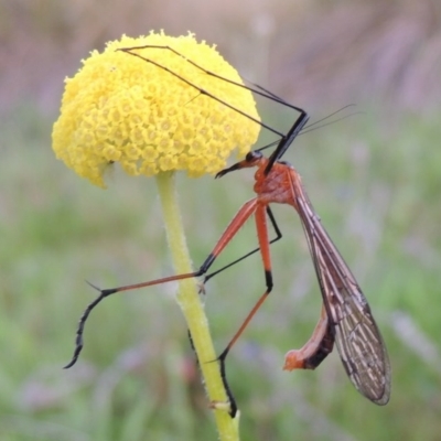 Harpobittacus australis (Hangingfly) at Theodore, ACT - 6 Oct 2014 by MichaelBedingfield