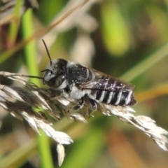 Megachile (Eutricharaea) serricauda (Leafcutter bee, Megachilid bee) at Conder, ACT - 3 Feb 2015 by michaelb