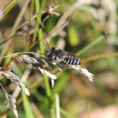 Megachile (Eutricharaea) serricauda at Pollinator-friendly garden Conder - 3 Feb 2015 06:37 PM