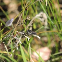 Megachile (Eutricharaea) serricauda at Pollinator-friendly garden Conder - 3 Feb 2015 06:37 PM