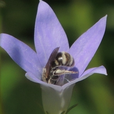 Lasioglossum (Chilalictus) chapmani (Halictid bee) at Pollinator-friendly garden Conder - 10 Nov 2015 by michaelb