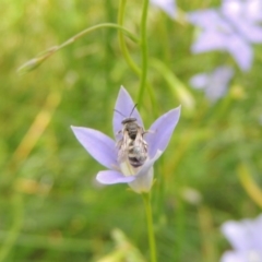 Lasioglossum (Chilalictus) chapmani at Pollinator-friendly garden Conder - 10 Nov 2015 01:25 PM