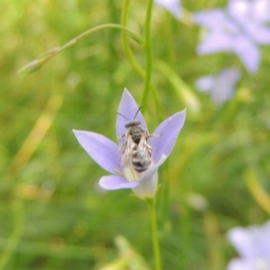 Lasioglossum (Chilalictus) chapmani at Pollinator-friendly garden Conder - 10 Nov 2015