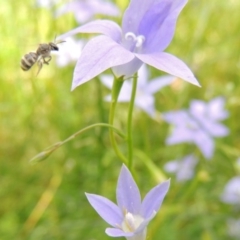 Lasioglossum (Chilalictus) chapmani at Pollinator-friendly garden Conder - 10 Nov 2015 01:25 PM