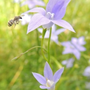 Lasioglossum (Chilalictus) chapmani at Pollinator-friendly garden Conder - 10 Nov 2015