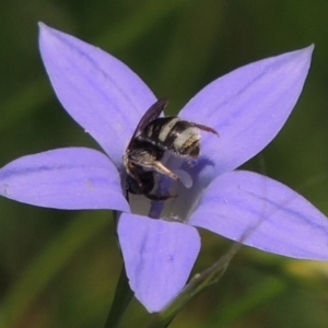 Lasioglossum (Chilalictus) chapmani at Pollinator-friendly garden Conder - 21 Nov 2015 01:11 PM