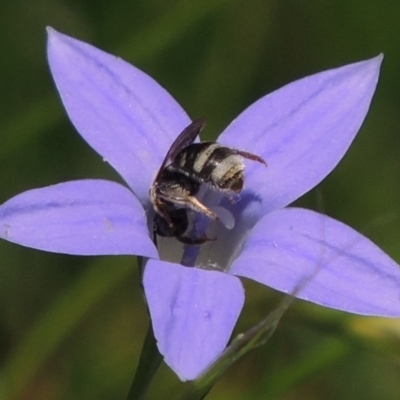 Lasioglossum (Chilalictus) chapmani (Halictid bee) at Pollinator-friendly garden Conder - 21 Nov 2015 by michaelb