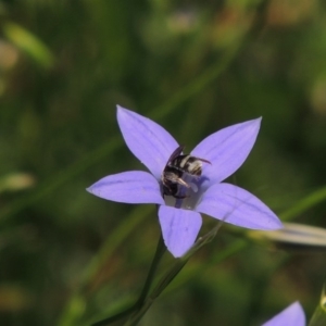 Lasioglossum (Chilalictus) chapmani at Pollinator-friendly garden Conder - 21 Nov 2015 01:11 PM