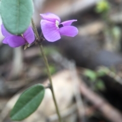 Hovea heterophylla (Common Hovea) at Point 20 - 25 Aug 2016 by JasonC