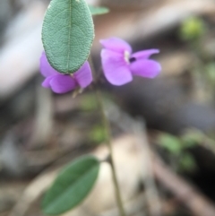 Hovea heterophylla at Canberra Central, ACT - 25 Aug 2016