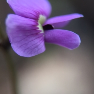 Hovea heterophylla at Canberra Central, ACT - 25 Aug 2016