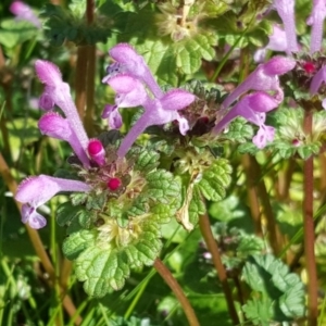 Lamium amplexicaule at Parkes, ACT - 25 Aug 2016 11:41 AM