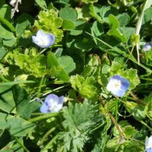 Veronica persica at Parkes, ACT - 25 Aug 2016