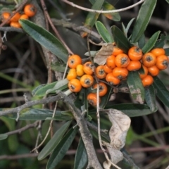 Pyracantha angustifolia (Firethorn, Orange Firethorn) at Bruce Ridge - 6 Jun 2016 by PeteWoodall