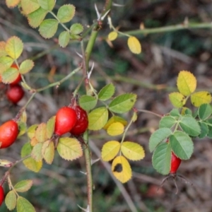 Rosa rubiginosa at O'Connor, ACT - 6 Jun 2016 04:22 PM