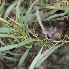 Acacia rubida (Red-stemmed Wattle, Red-leaved Wattle) at Bruce Ridge - 6 Jun 2016 by PeteWoodall
