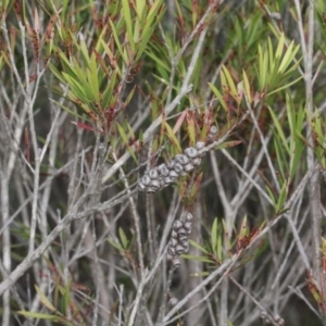 Melaleuca citrina at O'Connor, ACT - 6 Jun 2016