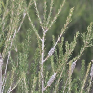 Melaleuca parvistaminea at O'Connor, ACT - 6 Jun 2016