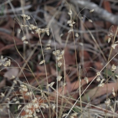 Briza minor (Shivery Grass) at Bruce Ridge - 6 Jun 2016 by PeteWoodall